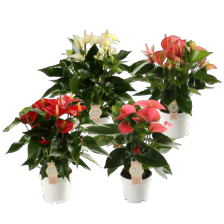 Anthurium